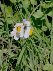 Anthocharis cardamines