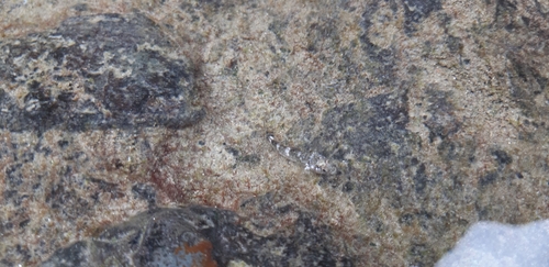 Madeira Rock Goby