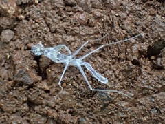 Tropidomantis kawaharai