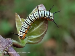 Euploea crameri bremeri