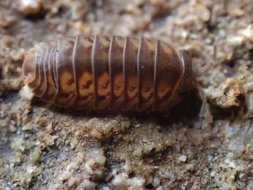 Spherillo marquesarum