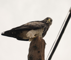 Geranoaetus melanoleucus australis