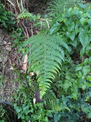 Microlepia speluncae