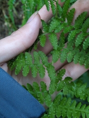 Microlepia speluncae