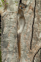 Lepilemur leucopus