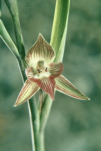 naked beard-orchid (Calochilus imberbis)