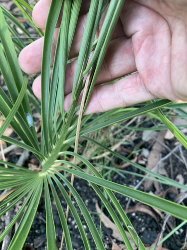 Macrozamia lomandroides