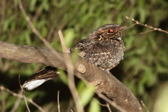Caprimulgus madagascariensis