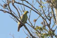 Treron australis