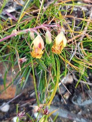 Hermannia flammea