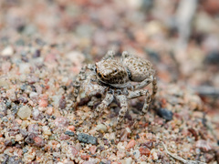 Aelurillus andreevae