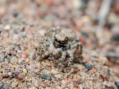 Aelurillus andreevae