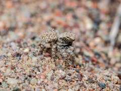 Aelurillus andreevae