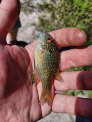 Lepomis marginatus