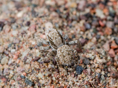 Aelurillus andreevae