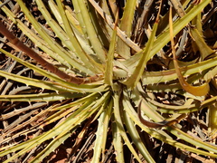 Dyckia