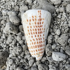 Conus litteratus