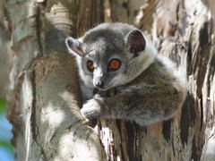 Lepilemur leucopus