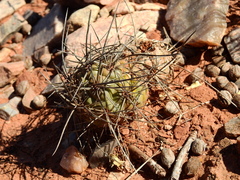 Tephrocactus alexanderi