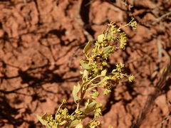 Atriplex lithophila