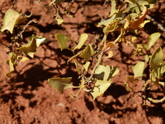 Atriplex lithophila