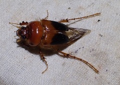 Phaenognatha