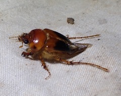 Phaenognatha