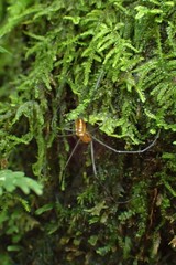 Leucauge granulata