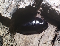 Sphallomorpha