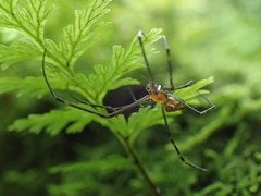 Leucauge granulata