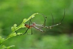 Leucauge granulata