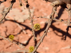 Mimozyganthus carinatus