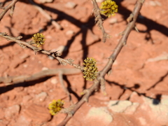 Mimozyganthus carinatus