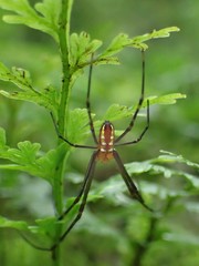 Leucauge granulata