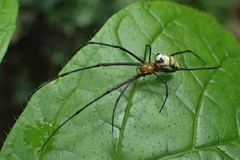 Leucauge granulata