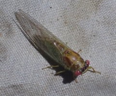 Palapsalta ligneocauda