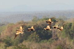 Pterocles personatus