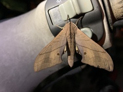 Marumba cristata bukaiana