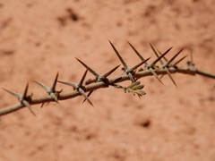 Plectrocarpa tetracantha