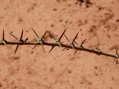 Plectrocarpa tetracantha