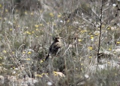 Melanocorypha calandra