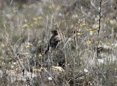 Melanocorypha calandra