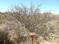 Prosopis torquata