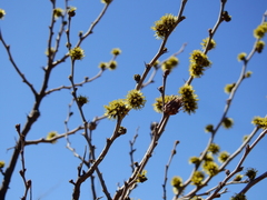 Mimozyganthus carinatus