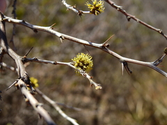 Mimozyganthus carinatus