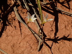 Zephyranthes jamesonii