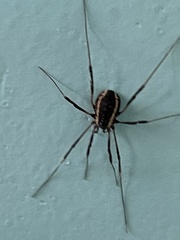 Phalangioidea