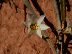 Zephyranthes jamesonii