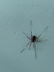 Phalangioidea