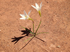 Zephyranthes jamesonii